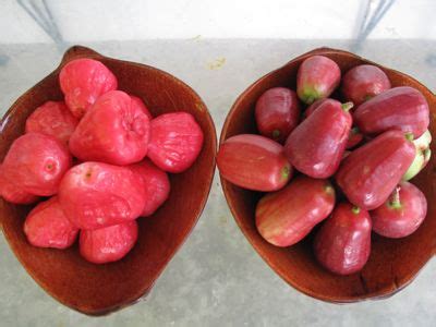 Tambis & Makopa Side By Side .